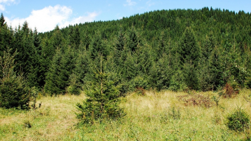 Identifikacija, mapiranje i saniranje ilegalnih deponija otpada u šumama i na šumskom zemljištu na području Općina: Busovača, Travnik i Novi Travnik